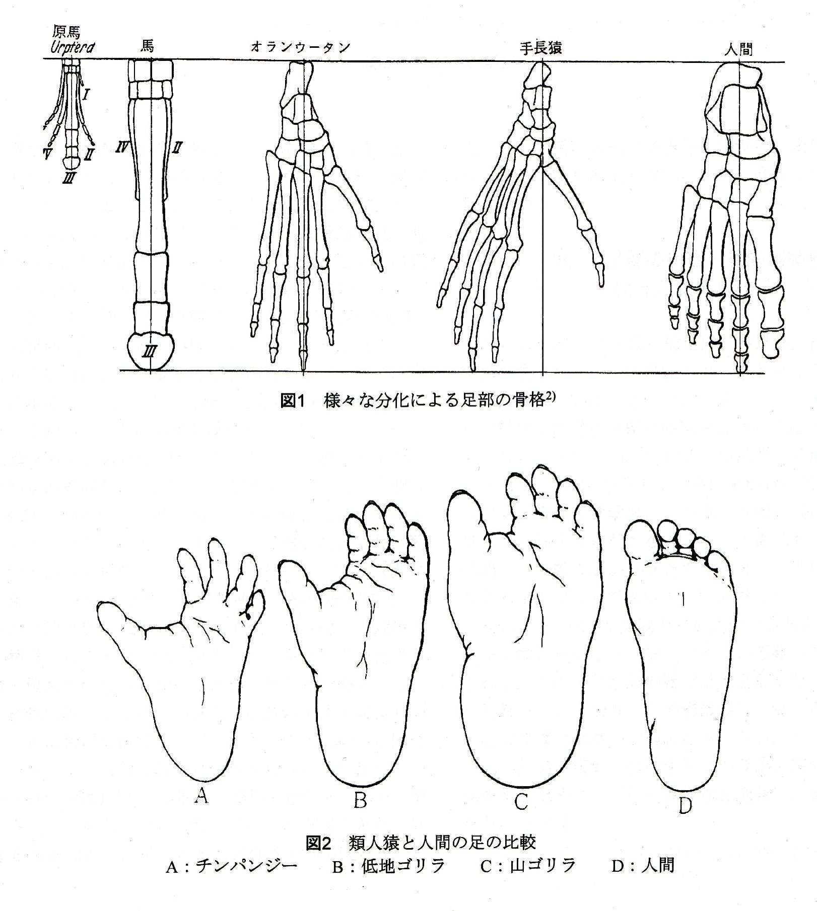 ヒトの足は人間工学的にも、芸術的にも最高の傑作！　～西宮・芦屋で自費型訪問リハビリで活動しています～