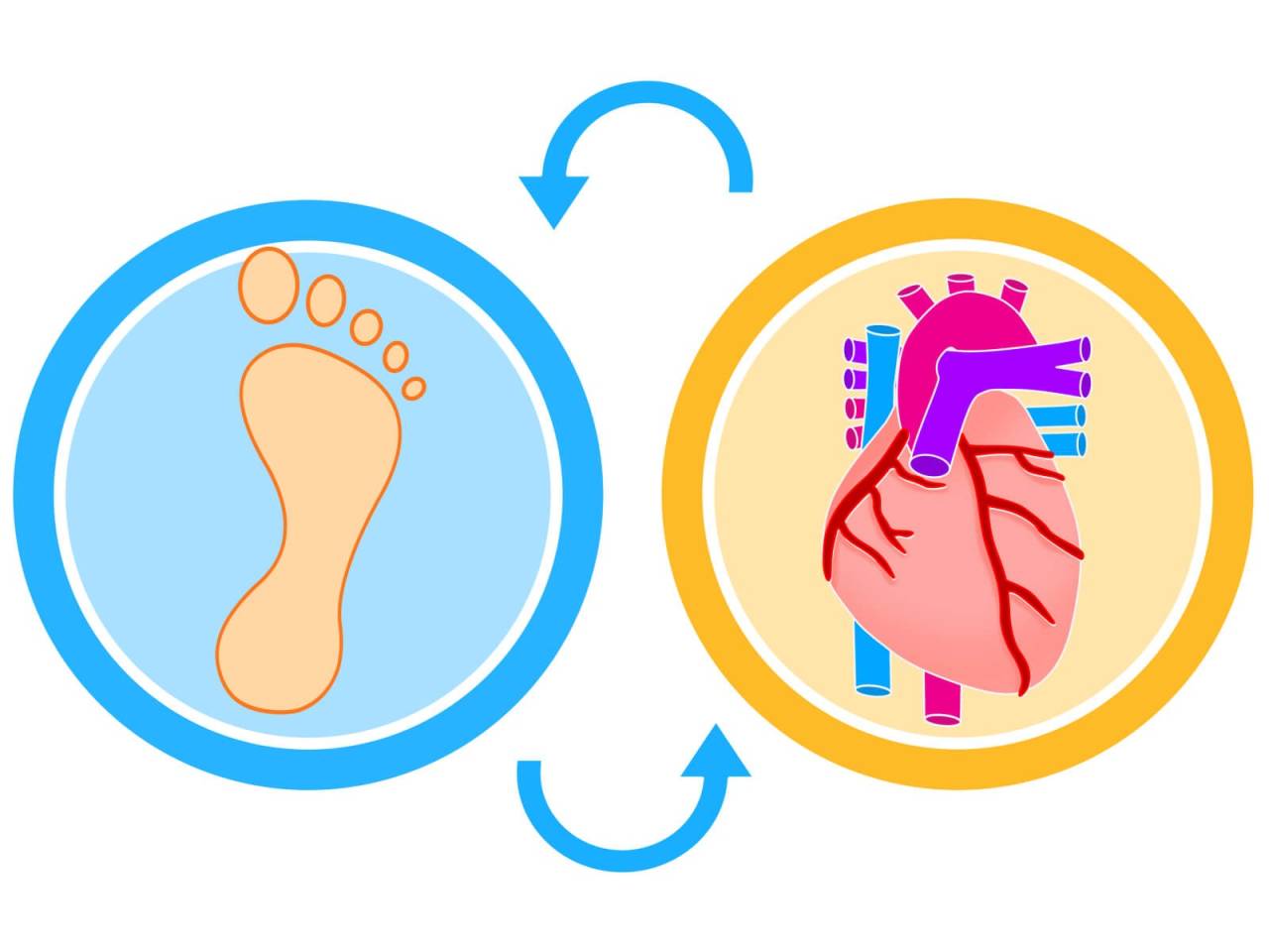 第2の心臓ふくらはぎ