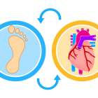 第２の心臓ふくらはぎ